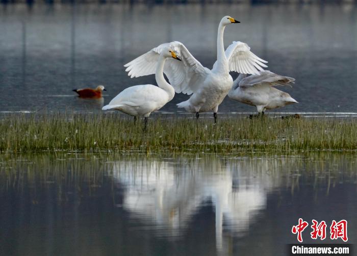 圖為三只大天鵝在黃河灘地嬉戲。　李玉峰 攝