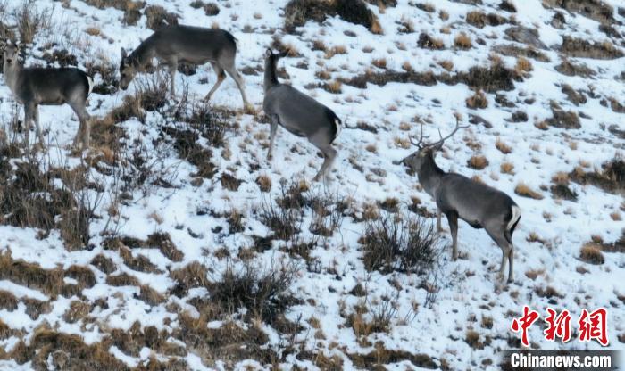 圖為巖羊和馬鹿集體覓食。　都蘭縣融媒體中心 供圖