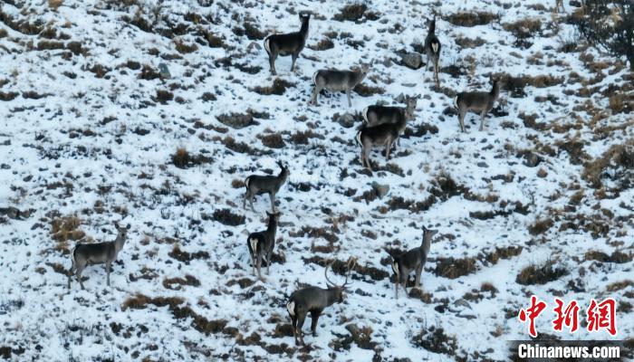 圖為巖羊和馬鹿集體覓食?！《继m縣融媒體中心 供圖