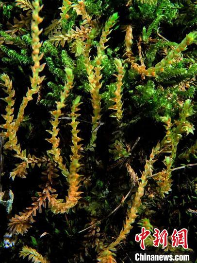 圖為九龍卷柏?！∏嗪Ｉ剿匀毁Y源調(diào)查規(guī)劃設(shè)計(jì)研究院供圖