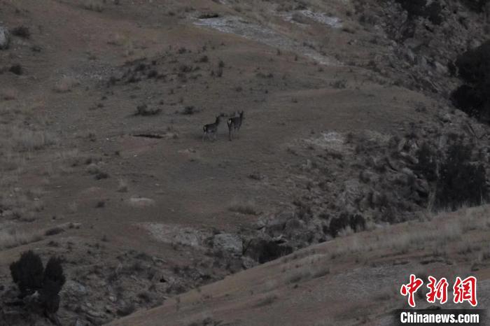 圖為兩只馬鹿在山坡上行走?！〔湃?攝