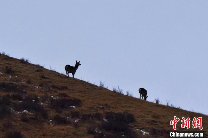 圖為馬鹿在山坡上覓食?！〔湃?攝