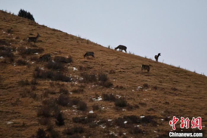 圖為馬鹿群在山坡上覓食?！〔湃?攝