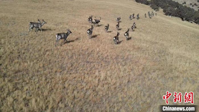 圖為馬鹿群在草地中漫步?！〔湃?攝