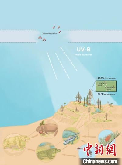 臭氧層破壞引起的紫外線輻射增加對陸地食物鏈的影響。　南古所 供圖