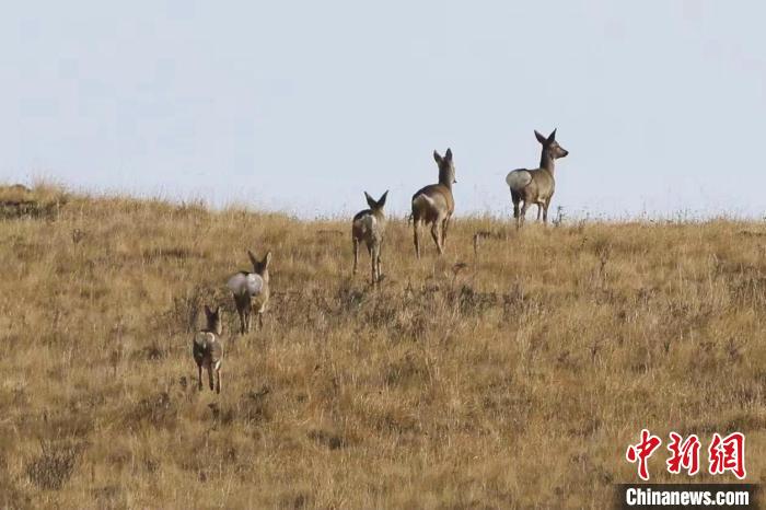 圖為狍鹿在山間漫步。　才項(xiàng)南加 攝