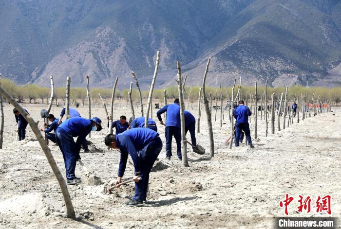 林芝市巴宜區(qū)森林消防中隊(duì)志愿服務(wù)隊(duì)熱火朝天的植樹現(xiàn)場?！∥骼@拉翁 攝