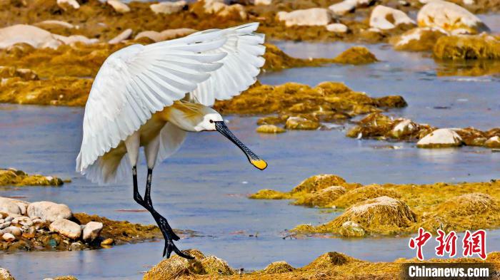 圖為白琵鷺。　嚴(yán)桉 攝