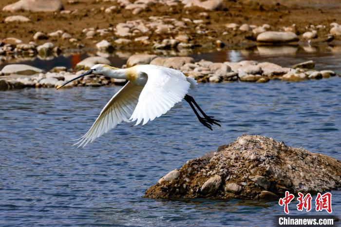 圖為準(zhǔn)備飛翔的白琵鷺?！?yán)桉 攝