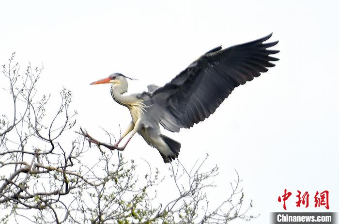 蒼鷺在覓食嬉戲?！“苍?攝