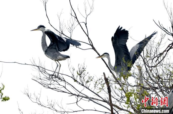 蒼鷺在覓食嬉戲?！“苍?攝