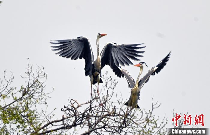 蒼鷺在覓食嬉戲?！“苍?攝