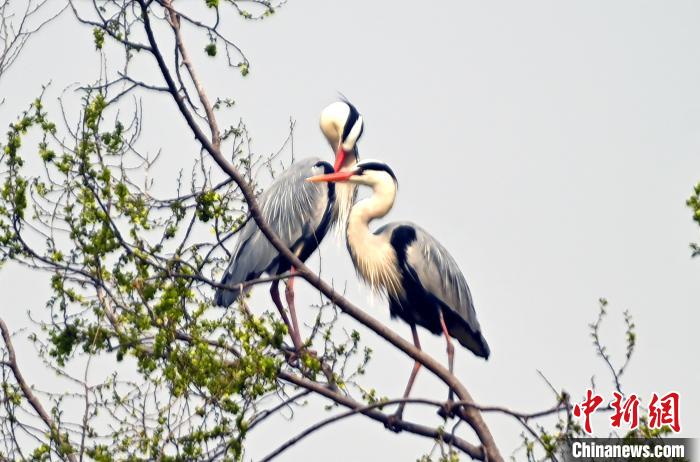蒼鷺在覓食嬉戲?！“苍?攝