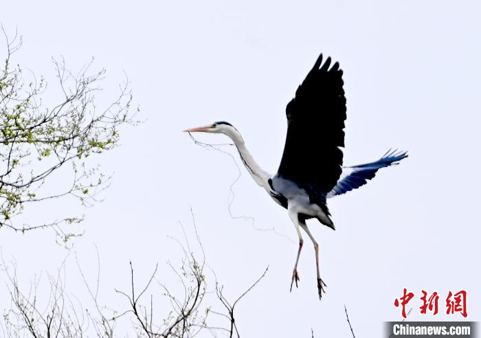 蒼鷺在覓食嬉戲?！“苍?攝