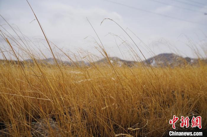 圖為青海省海西蒙古族藏族自治州天峻縣木里礦區(qū)草木茂盛?！●R銘言 攝