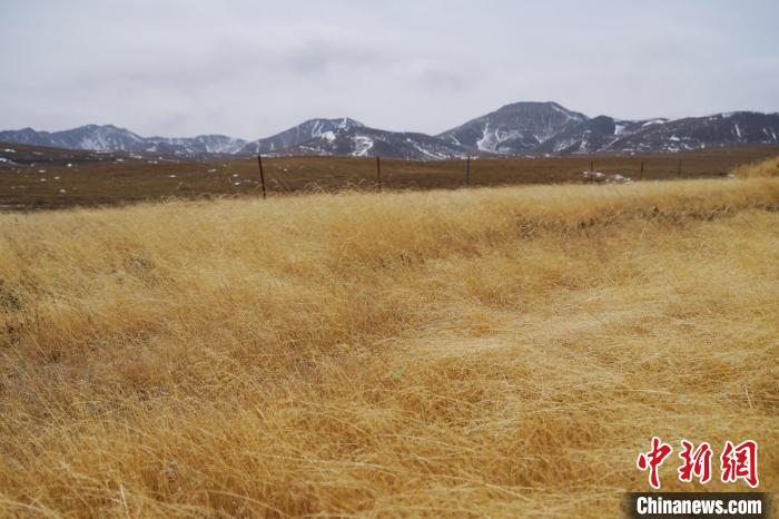 圖為青海省海西蒙古族藏族自治州天峻縣木里礦區(qū)草木茂盛。　馬銘言 攝