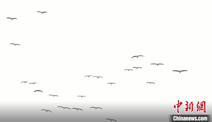 遷徙北歸?！√烊h融媒體中心 供圖