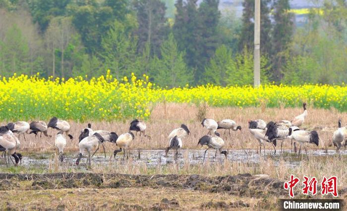 休息補給?！√烊h融媒體中心 供圖