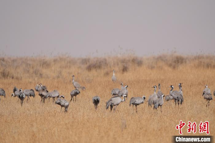 圖為草原上棲息的灰鶴。　先宮 攝