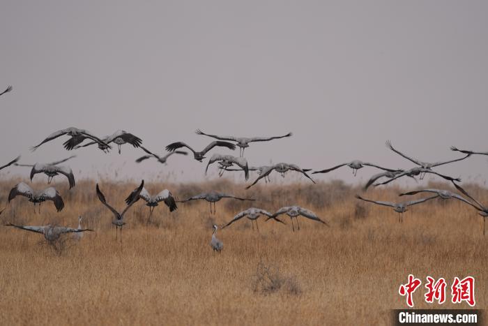 青海都蘭成群灰鶴匯集，場面壯觀