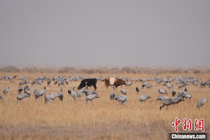 圖為草原上棲息的灰鶴?！∠葘m 攝