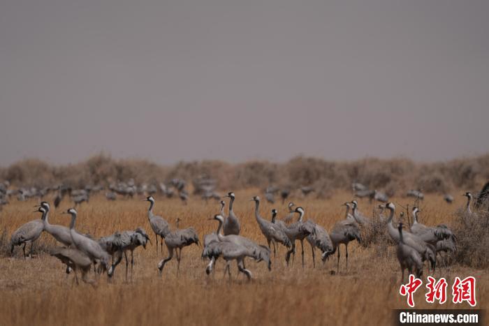 圖為灰鶴?！∠葘m 攝