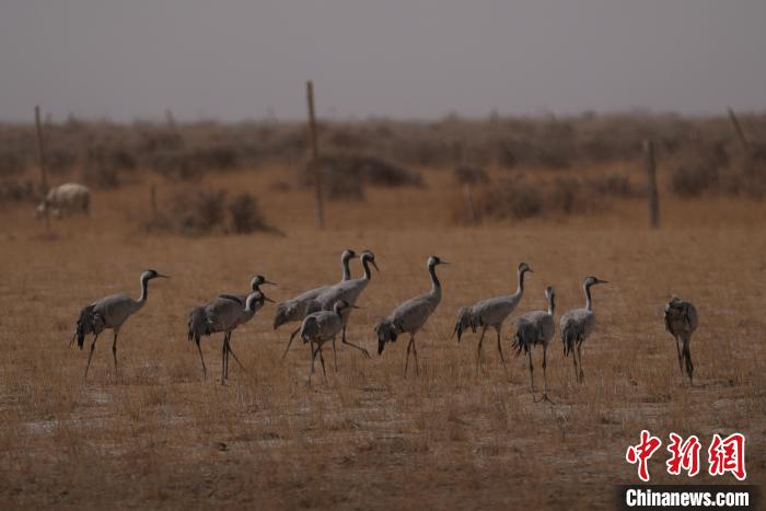 圖為灰鶴。　先宮 攝