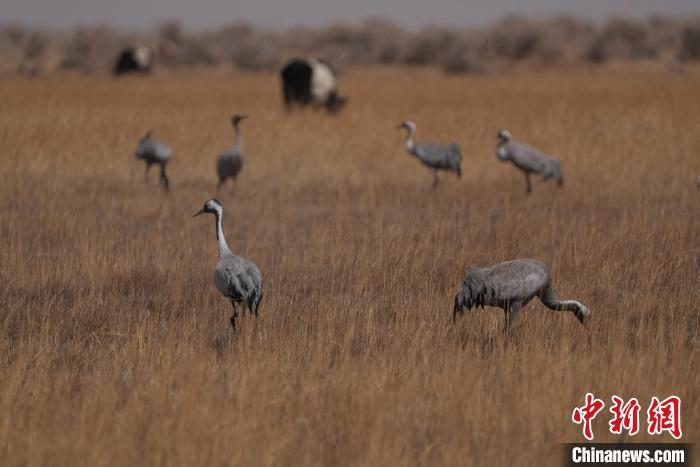 圖為灰鶴?！∠葘m 攝