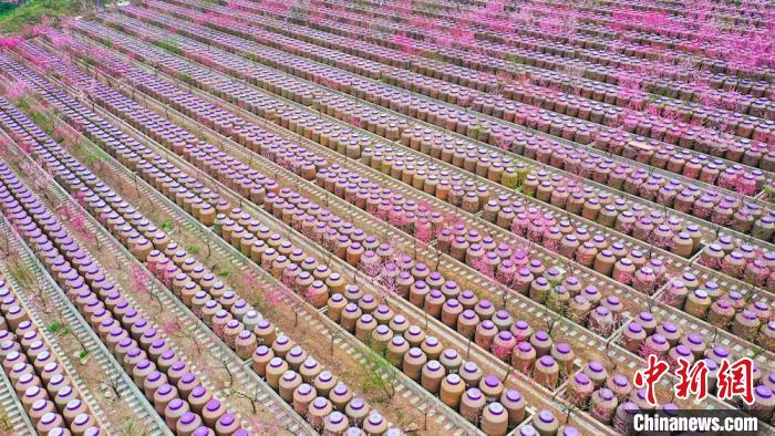 灼灼桃花惹人醉?！㈡?攝