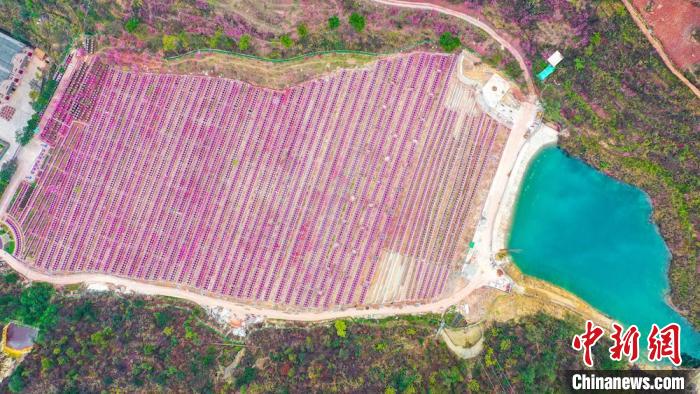 灼灼桃花惹人醉?！㈡?攝