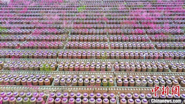 桃花和酒壇相映成趣?！㈡?攝