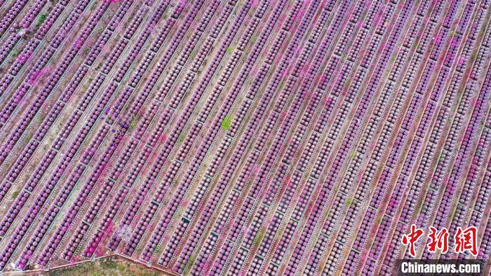 桃花和酒壇相映成趣?！㈡?攝