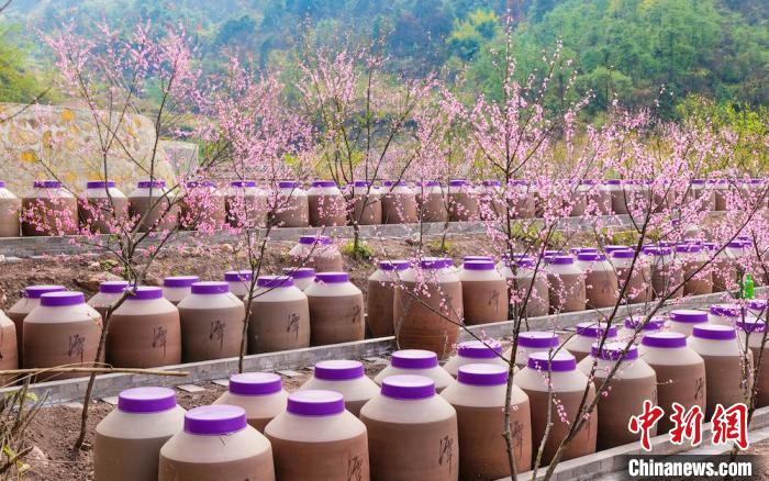 桃花和酒壇相映成趣?！∫足?攝