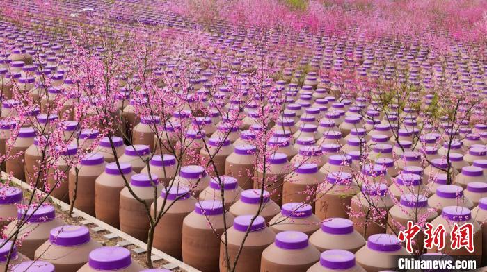 桃花和酒壇相映成趣?！∫足?攝