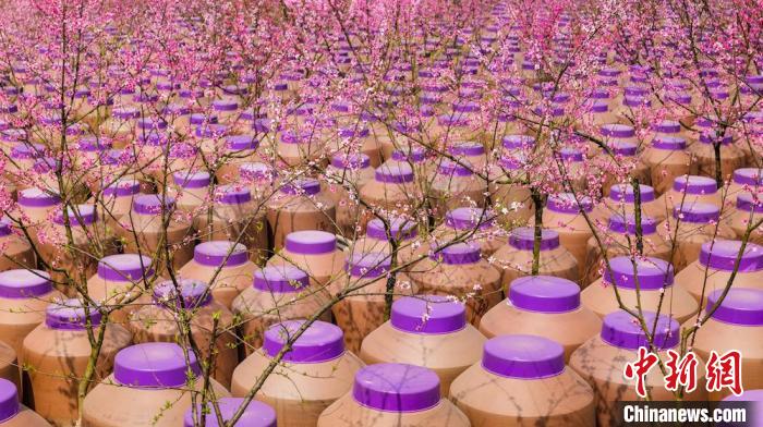 桃花和酒壇相映成趣?！∫足?攝