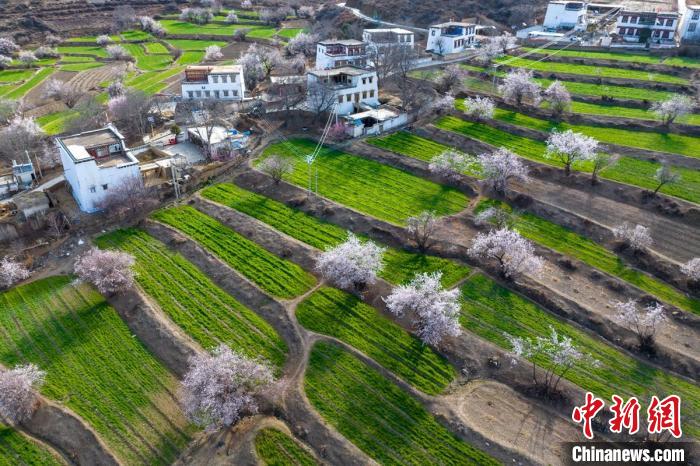 白松鎮(zhèn)層層麥田綠意盎然，與桃林構(gòu)成一幅美麗的鄉(xiāng)村畫卷?！⒅铱?攝