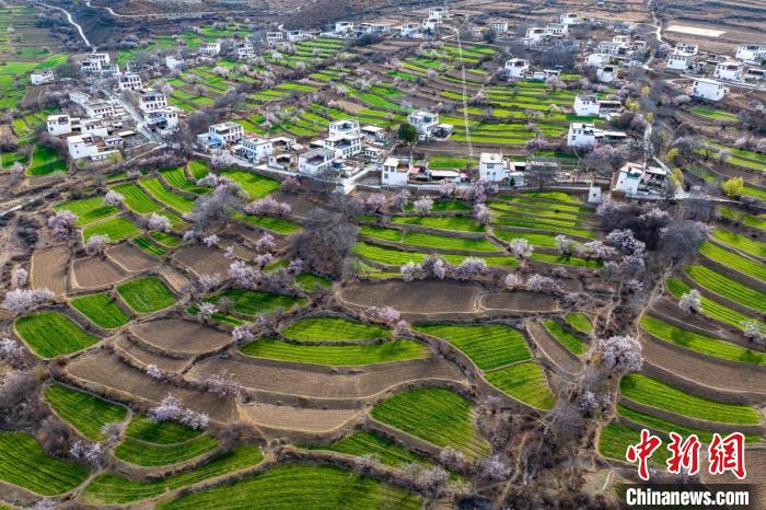 白松鎮(zhèn)桃花林中的白藏房?！⒅铱?攝