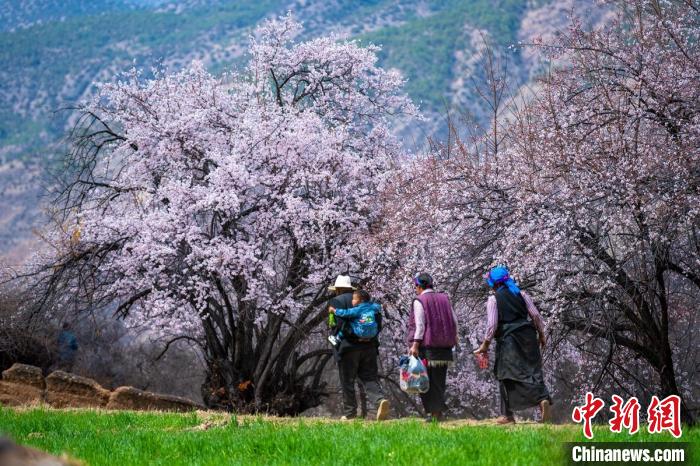 行走在麥田和桃樹下的白松鎮(zhèn)村民。　劉忠俊 攝