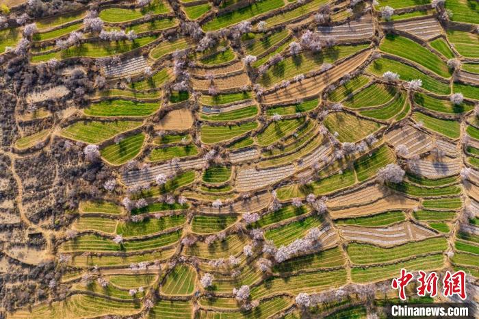 空中俯瞰得榮縣白松鎮(zhèn)的高山麥田和桃林?！⒅铱?攝