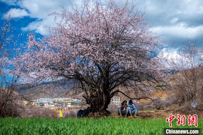 桃花樹下兩名女孩正在玩手機。　劉忠俊 攝
