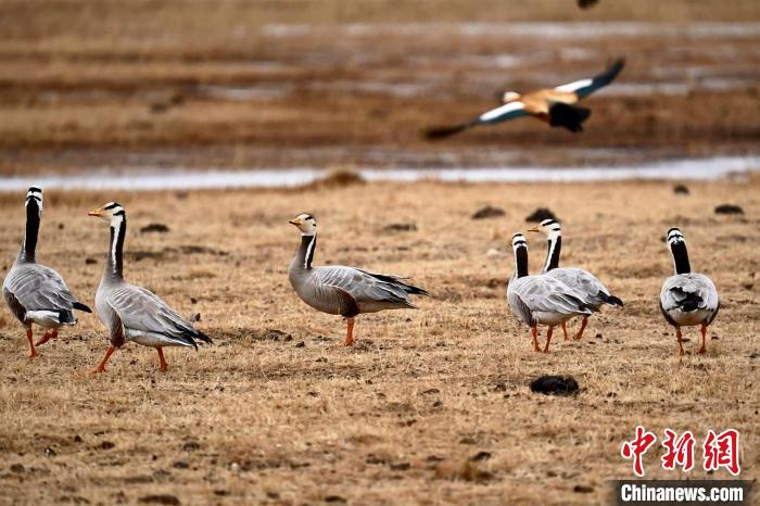 圖為成群的斑頭雁?！“?攝