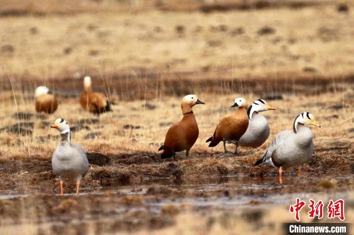 圖為斑頭雁和赤麻鴨?！“?攝