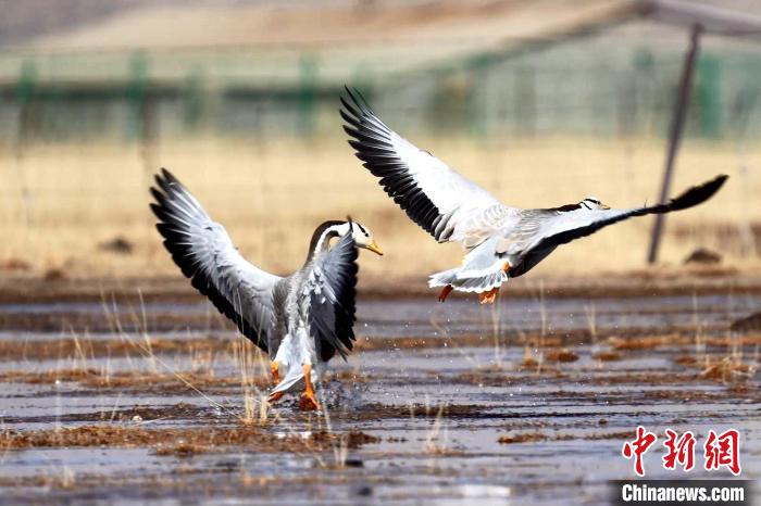 圖為斑頭雁嬉戲飛翔。　包雷 攝