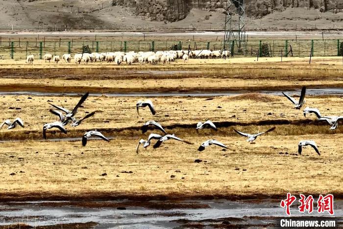 圖為斑頭雁在羊群邊飛翔?！“?攝