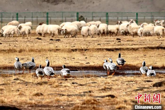 圖為羊群邊的成群斑頭雁?！“?攝