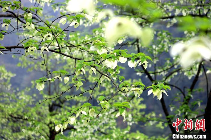 珙桐在春末夏初之際開花，花期較短。　呂楊 攝