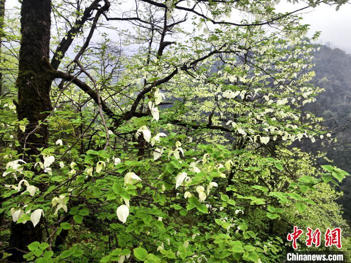 山谷兩側(cè)高大繁茂的珙桐樹。　呂楊 攝