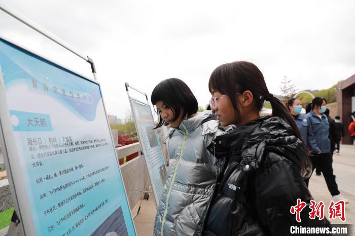 圖為學生通過展板了解青海常見鳥類?！●R銘言 攝