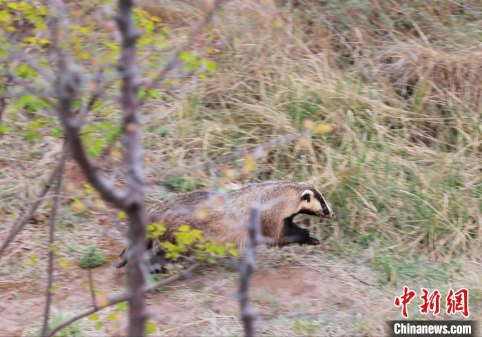 圖為西寧野生動物園救護的狗獾在西寧市放歸大自然。　馬銘言 攝