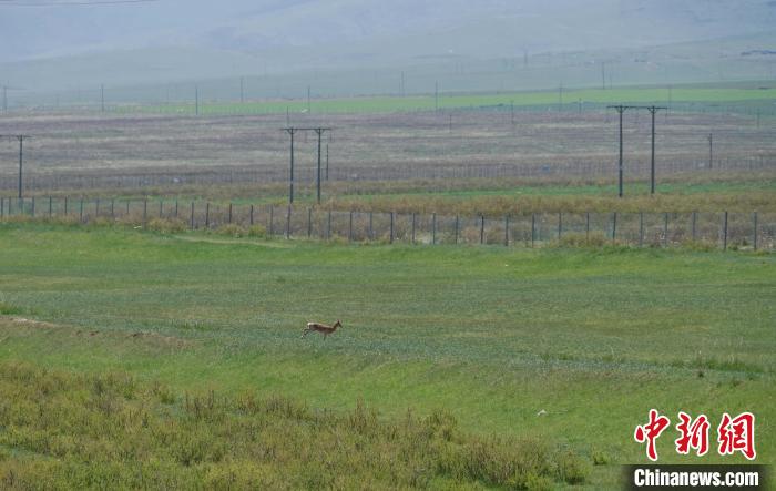 圖為一只普氏原羚在草場上奔跑?！●R銘言 攝